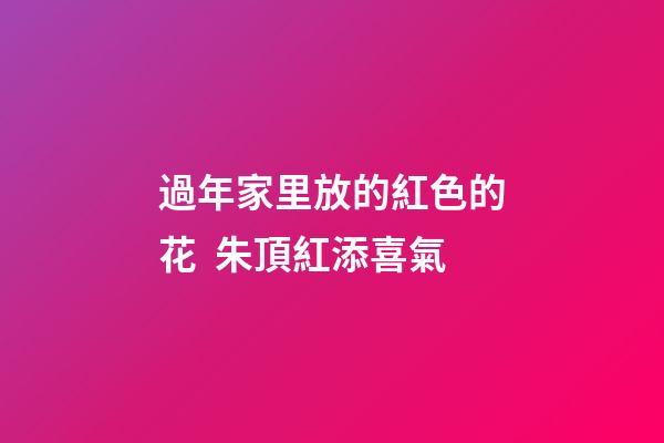 過年家里放的紅色的花  朱頂紅添喜氣